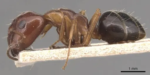 Camponotus hyatti - CASENT0905393
