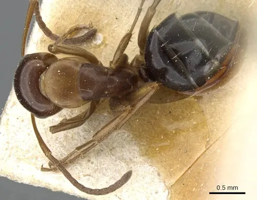 Camponotus hyatti - CASENT0905394