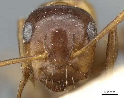 Camponotus hyatti - CASENT0905394
