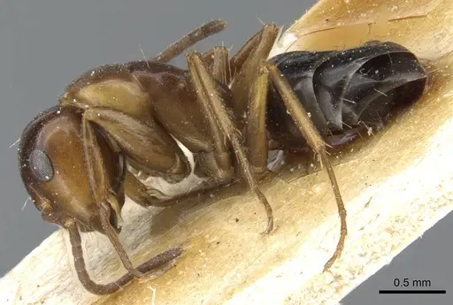 Camponotus hyatti - CASENT0905394
