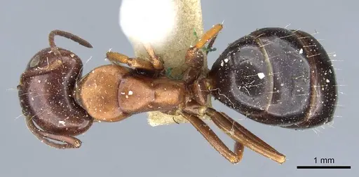 Camponotus hyatti - CASENT0905410