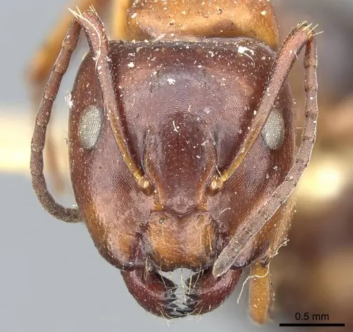 Camponotus hyatti - CASENT0905410