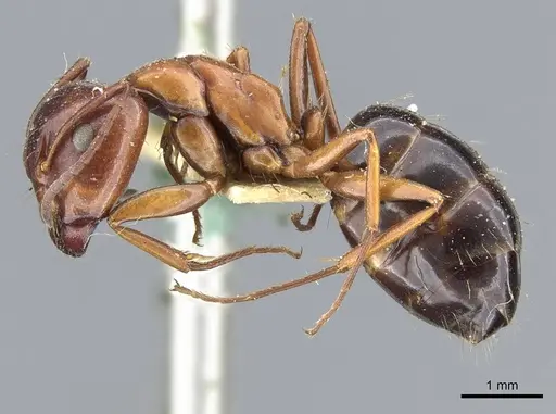 Camponotus hyatti - CASENT0905410