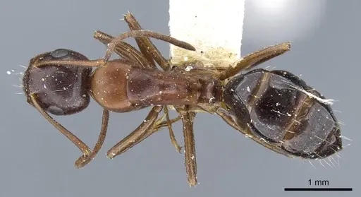 Camponotus hyatti - CASENT0905411