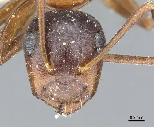 Camponotus hyatti - CASENT0905411