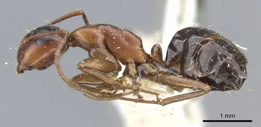 Camponotus hyatti - CASENT0905411