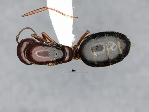 Camponotus hyatti - CASENT4031397