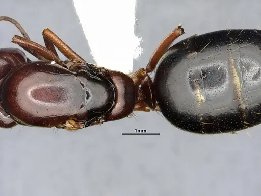 Camponotus hyatti - CASENT4031397