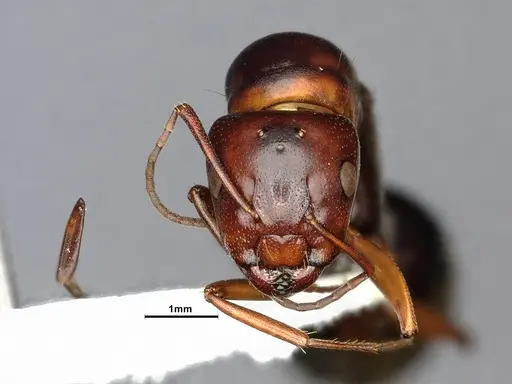Camponotus hyatti - CASENT4031397