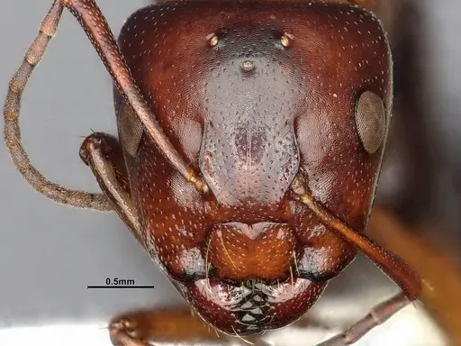 Camponotus hyatti - CASENT4031397