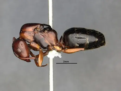 Camponotus hyatti - CASENT4031397