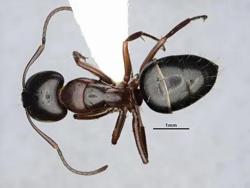 Camponotus hyatti - CASENT4031398