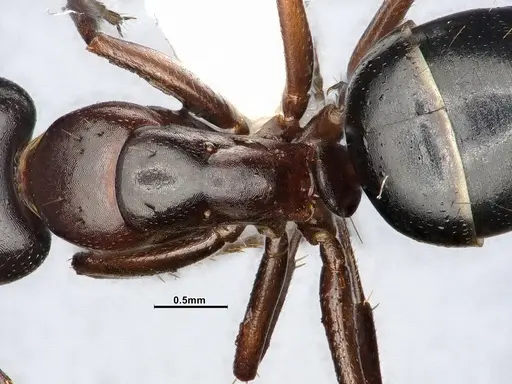 Camponotus hyatti - CASENT4031398