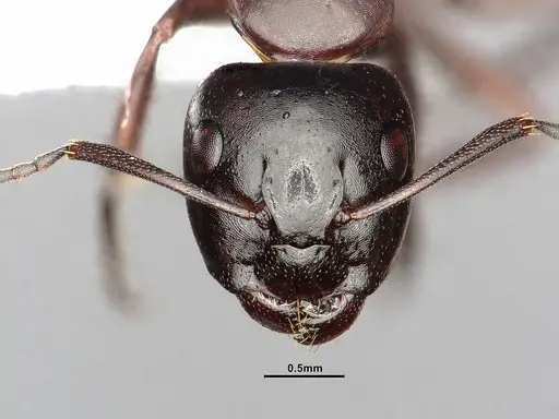 Camponotus hyatti - CASENT4031398