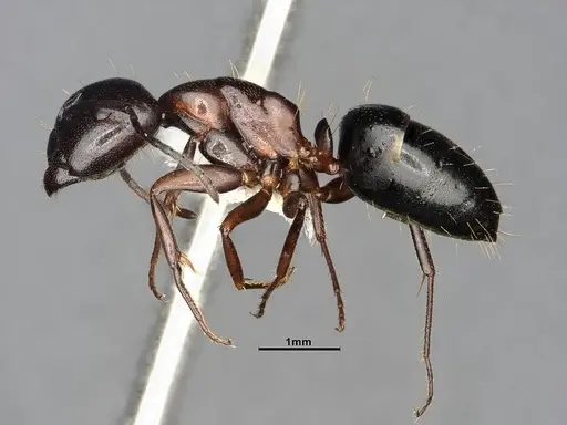 Camponotus hyatti - CASENT4031398