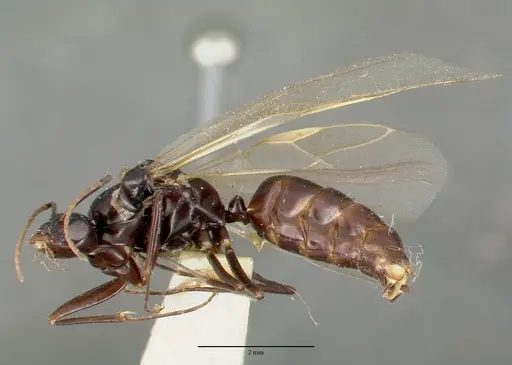 Camponotus hyatti - CASTYPE00598