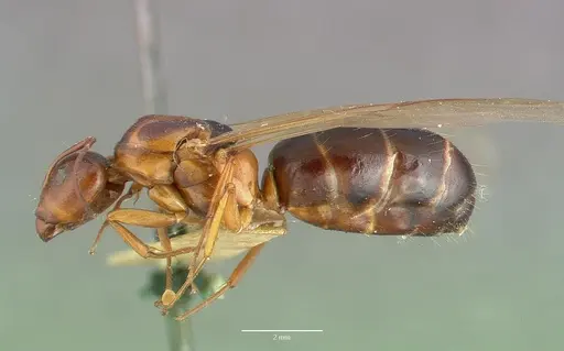 Camponotus hyatti - CASTYPE00599