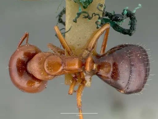 Camponotus hyatti - CASTYPE00600