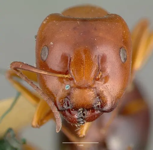 Camponotus hyatti - CASTYPE00600