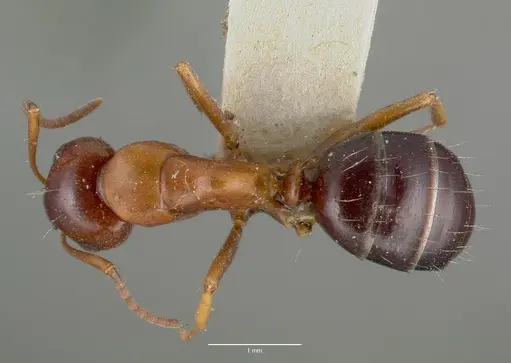 Camponotus hyatti - CASTYPE00601