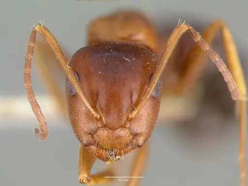 Camponotus hyatti - CASTYPE00601