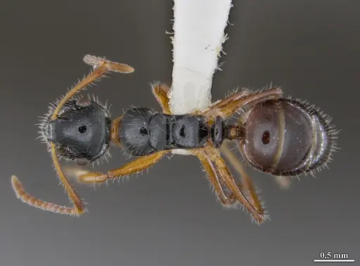 Camponotus hyatti - DZUP591920