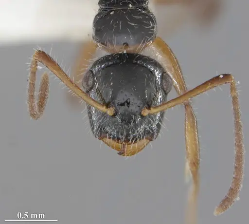 Camponotus hyatti - DZUP591920