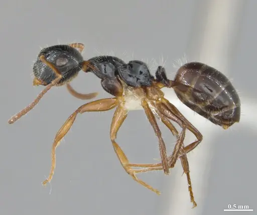Camponotus hyatti - DZUP591920