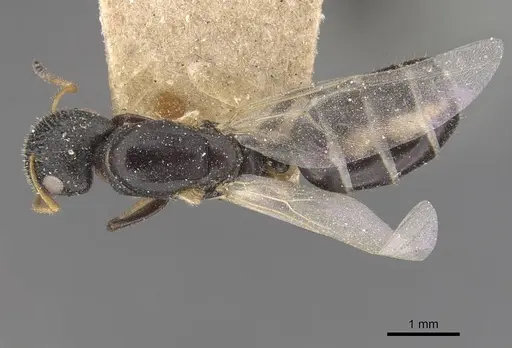 Camponotus icarus specimen