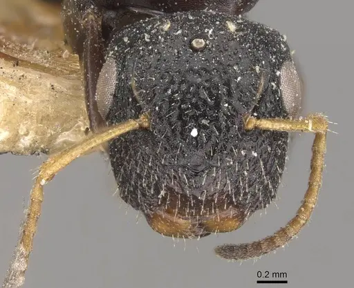 Camponotus icarus specimen
