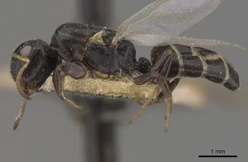 Camponotus icarus specimen