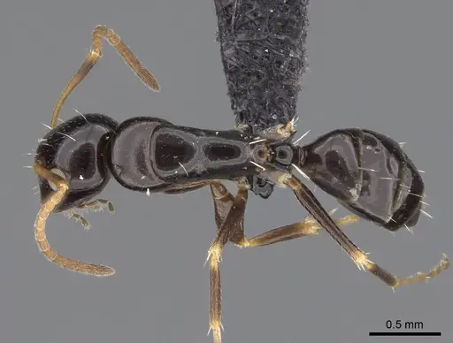 Camponotus ihazofotsy specimen