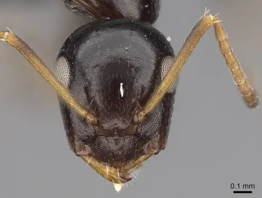 Camponotus ihazofotsy specimen