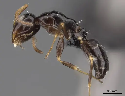 Camponotus ihazofotsy specimen