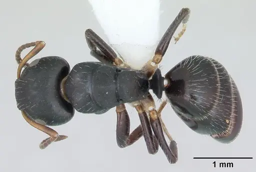 Camponotus iheringi specimen