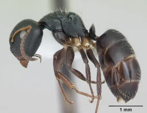 Camponotus iheringi specimen
