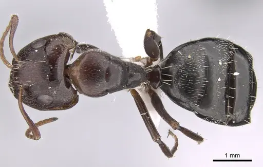 Camponotus ilgii specimen