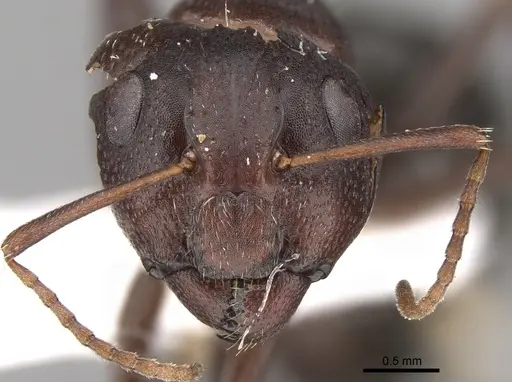 Camponotus ilgii specimen