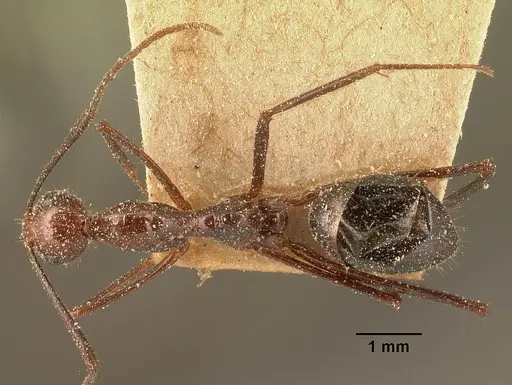 Camponotus imitator specimen