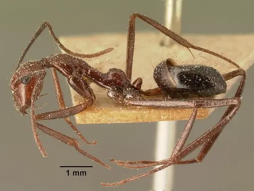 Camponotus imitator specimen
