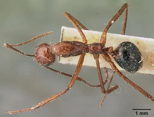 Camponotus imitator - CASENT0101117
