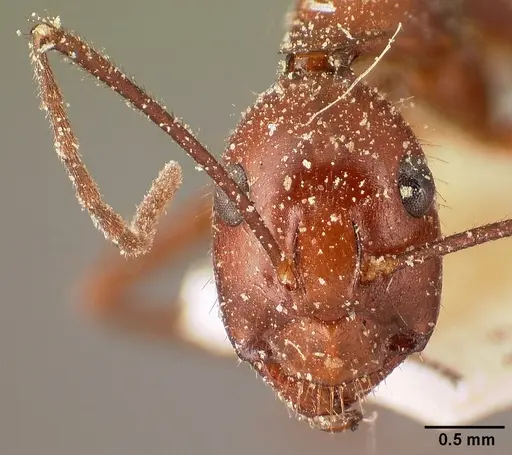 Camponotus imitator - CASENT0101117