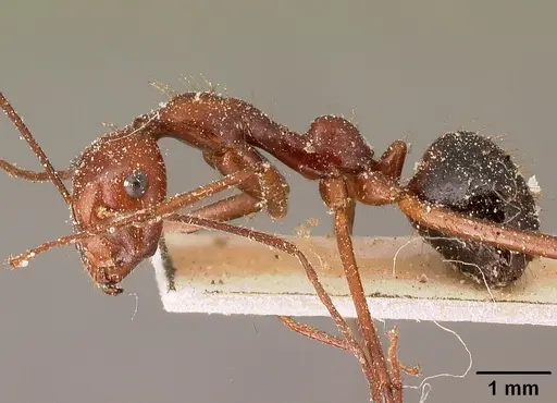 Camponotus imitator - CASENT0101117