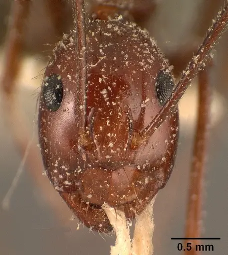 Camponotus imitator - CASENT0101118