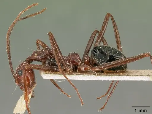 Camponotus imitator - CASENT0101118