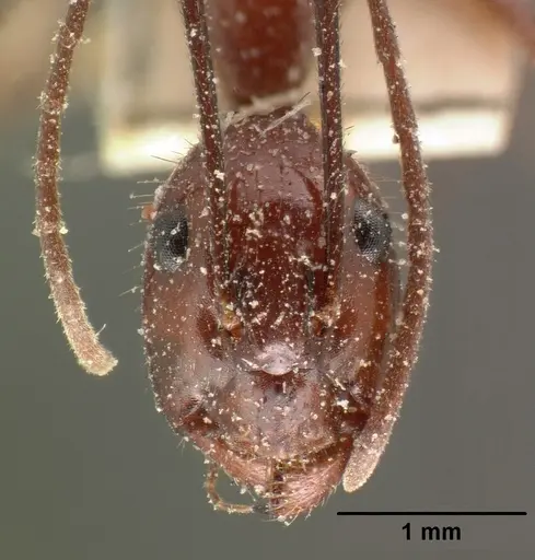 Camponotus imitator - CASENT0101119