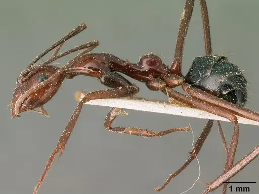 Camponotus imitator - CASENT0101119