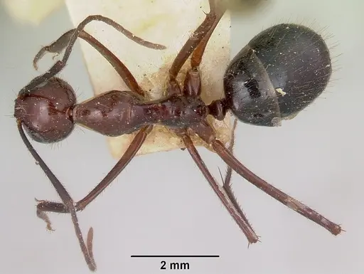 Camponotus imitator - CASENT0101365