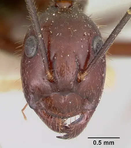 Camponotus imitator - CASENT0101365