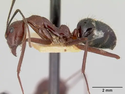Camponotus imitator - CASENT0101365